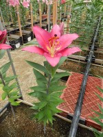 [4478 PO66 OR-10-44-1 No01.JPG]